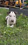 Bulterier suczka, standard, bull terrier ZKwP/FCI