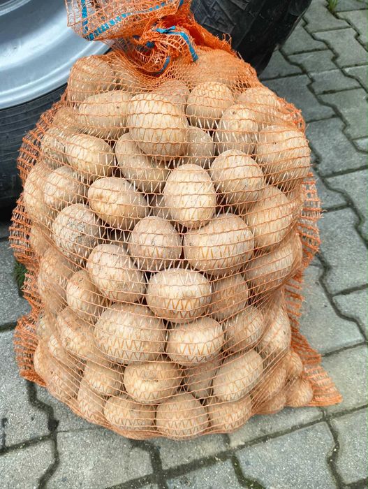 Ziemniak Soraya na oborniku bydlęcym ekologicze