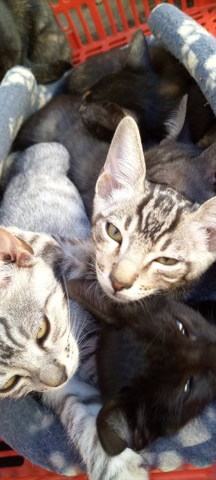 Gatinhos para adoção