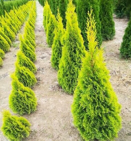 Туя Голд Смарагд в палеті(Golden Smaragd) опт.