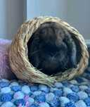Oddam samicę królika mini lop 1 rok