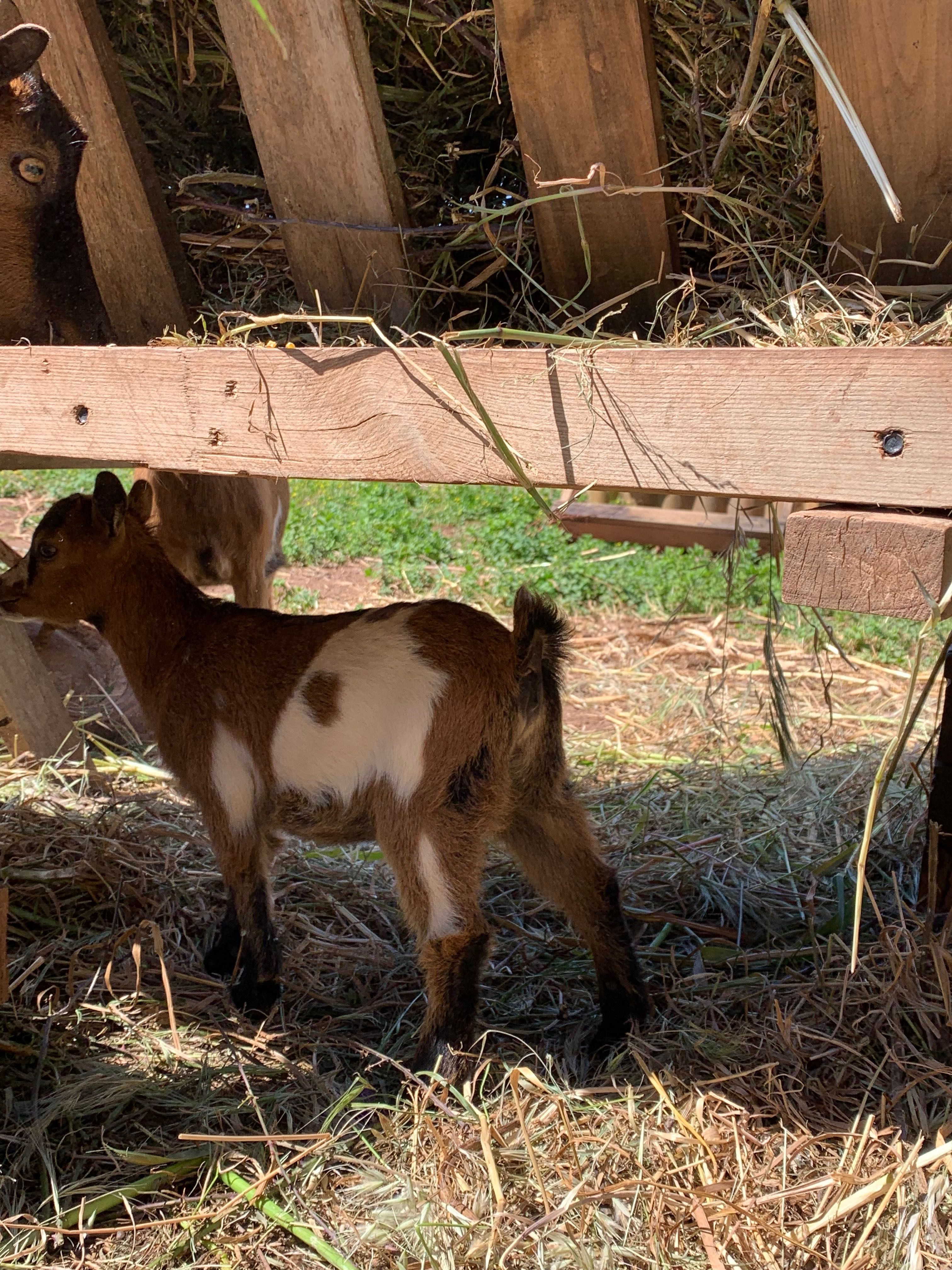 cabras anas femeas