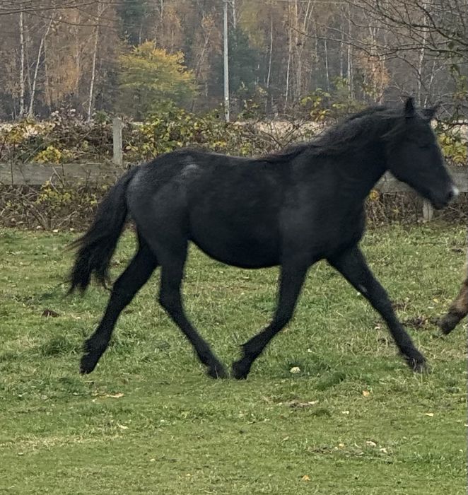 Sprzedam klacz pogrubiony