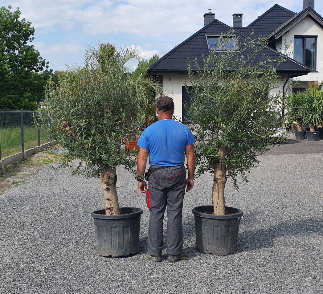 Olea Europaea Drzewo oliwne Bonsai Egzotyka
