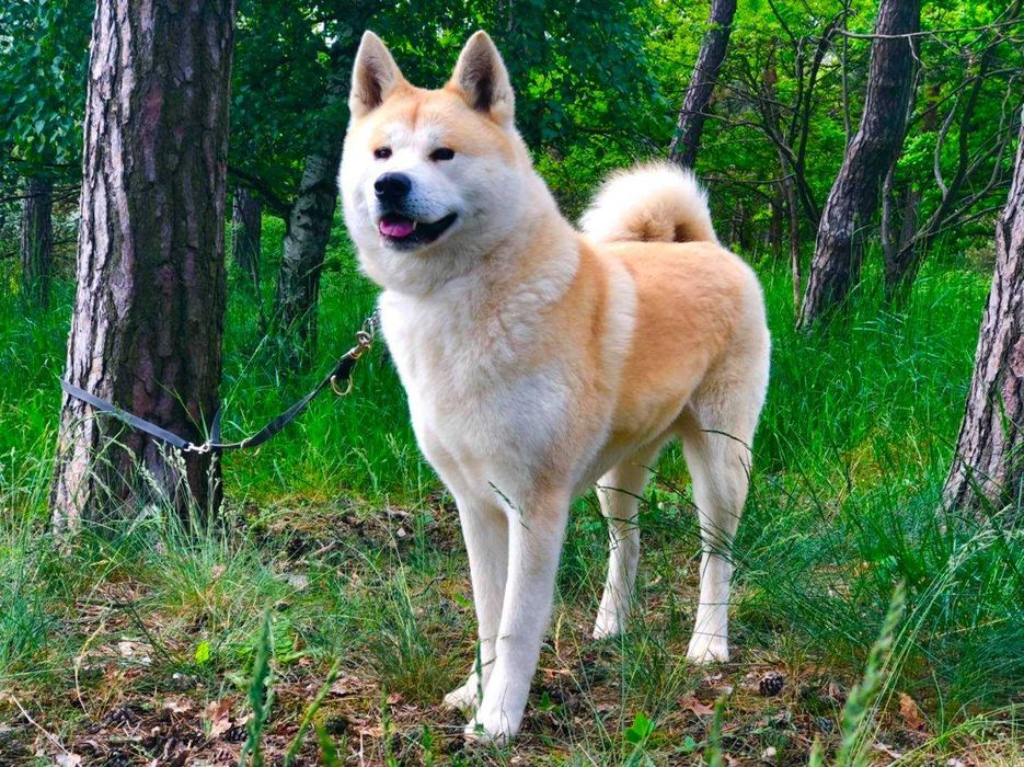 Akita, Akita Inu, Akita Japońska - suczka FCI/ZKwP pręgowana