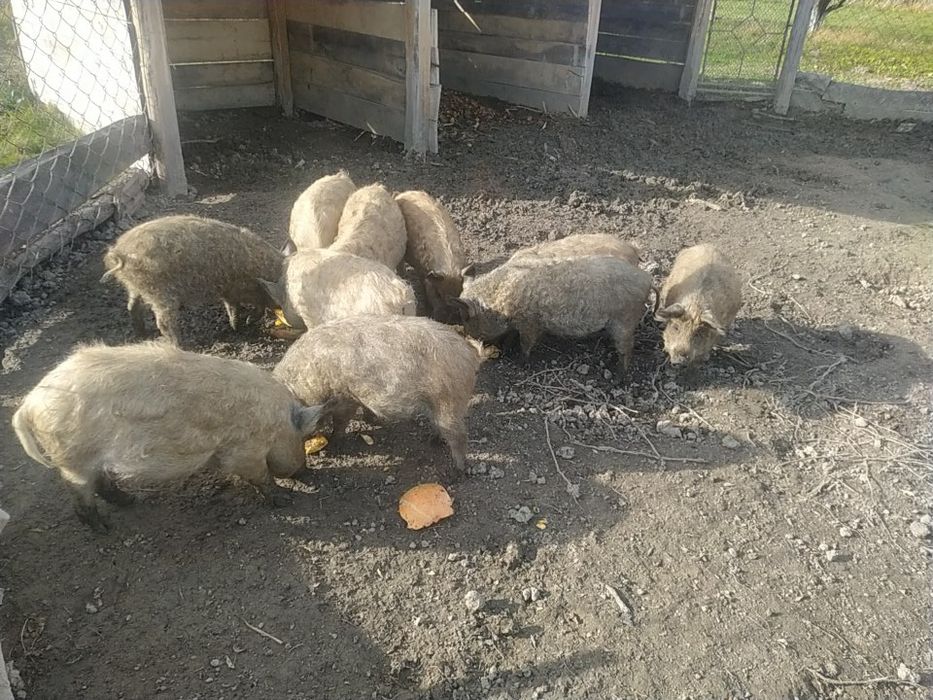 Продам свиней. Поросята, свині