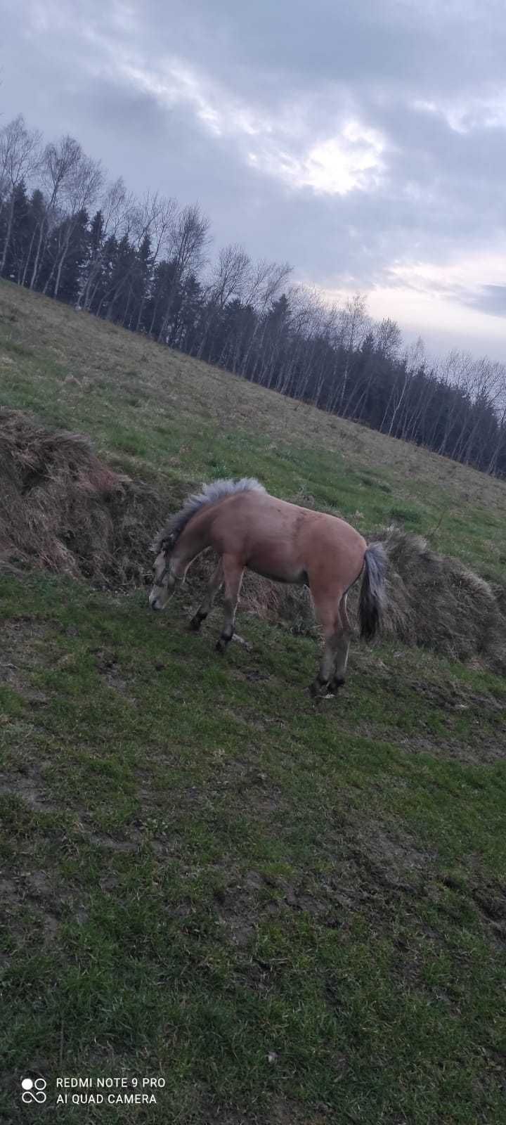 Klacz Kucyk ze Źebakiem