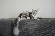 Srebrzysta kotka maine coon, hodowla FPL