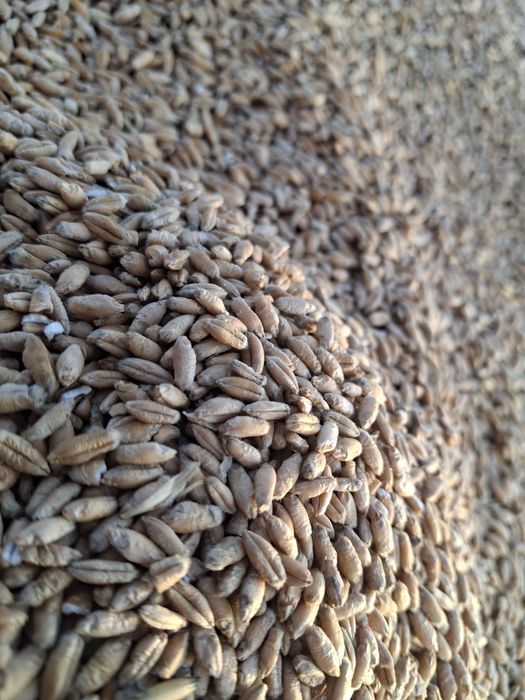 Sprzedam zboże pszenica,pszenżyto