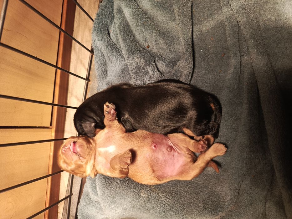 Cudny piesek Ruby Cavalier King Charles spaniel