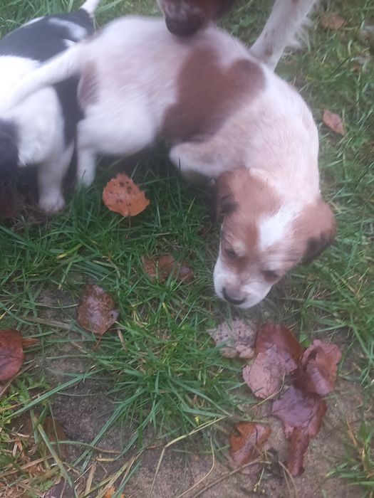 oddam małe pieski w dobre ręce