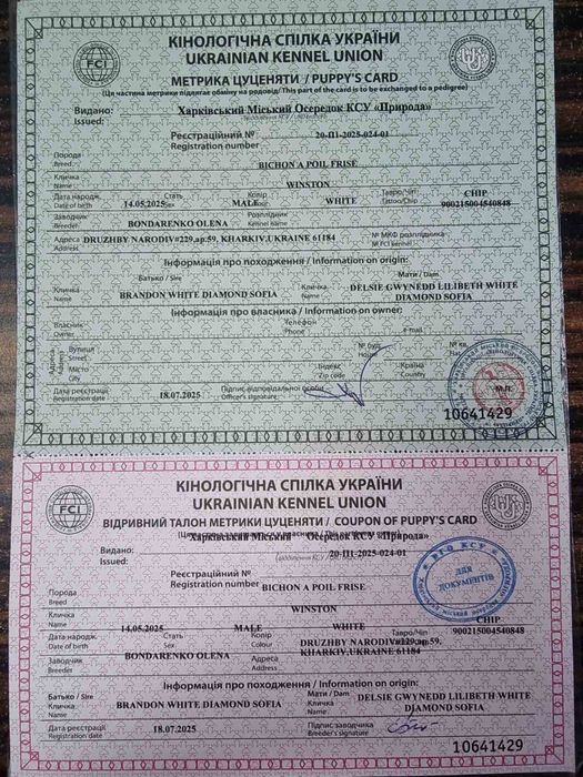 Щенки Бишон  фризе