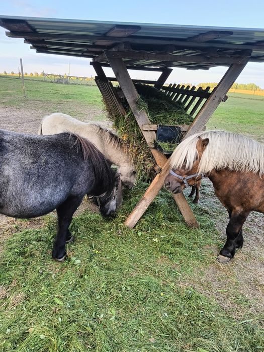 Sprzedam tegorocznego kucyka