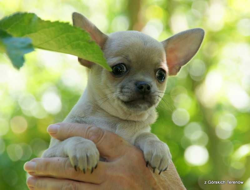 Chihuahua  z rodowodem FCI