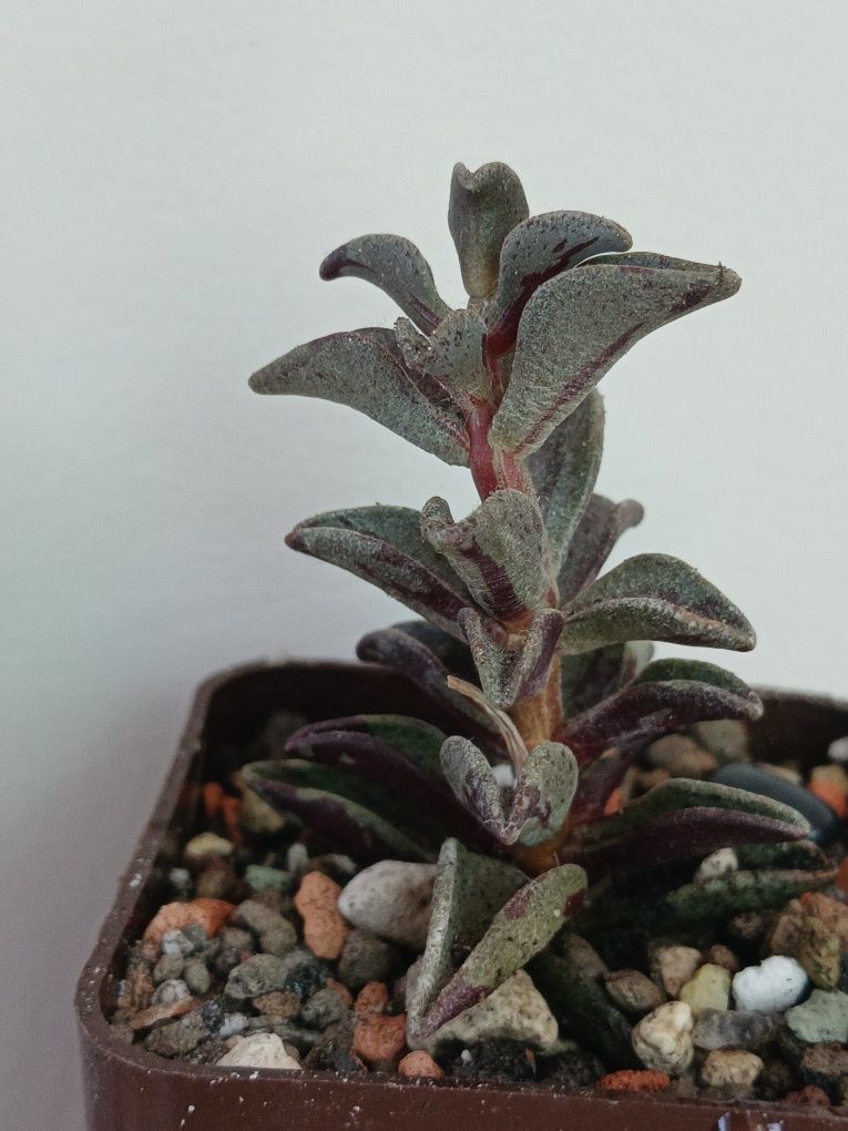 Lenophyllum guttatum variegata