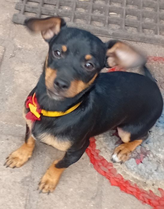 Той тер'єр хлопчик