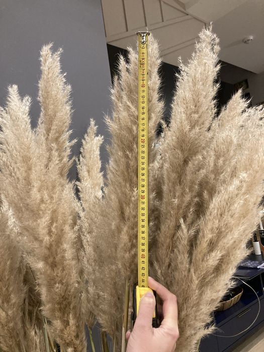 Trawa pampasowa suszona
