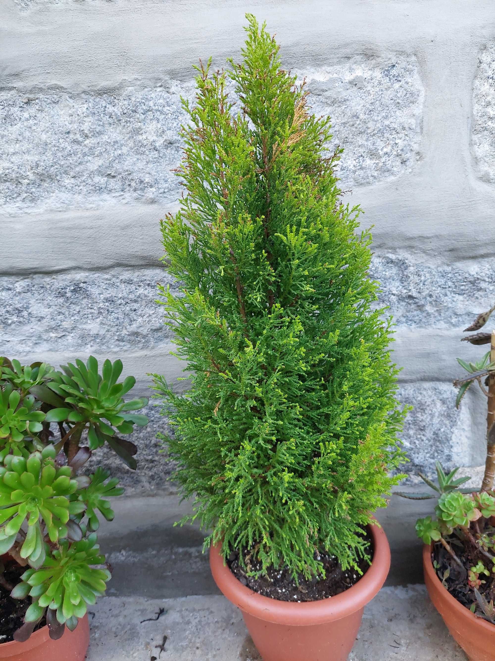 Planta Cupressus lemon