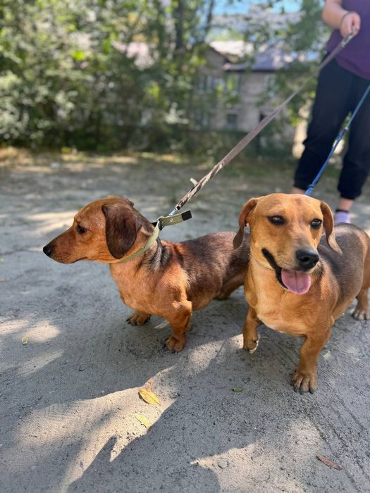 Таксёныши ищут семью