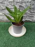 Kwiat roślina kwiatek kwiatki Sansevieria (języki teściowej, wężownica
