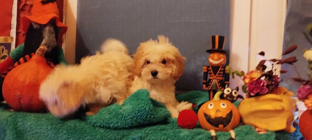 Maltipoo (maltańczyk & pudel TOY)