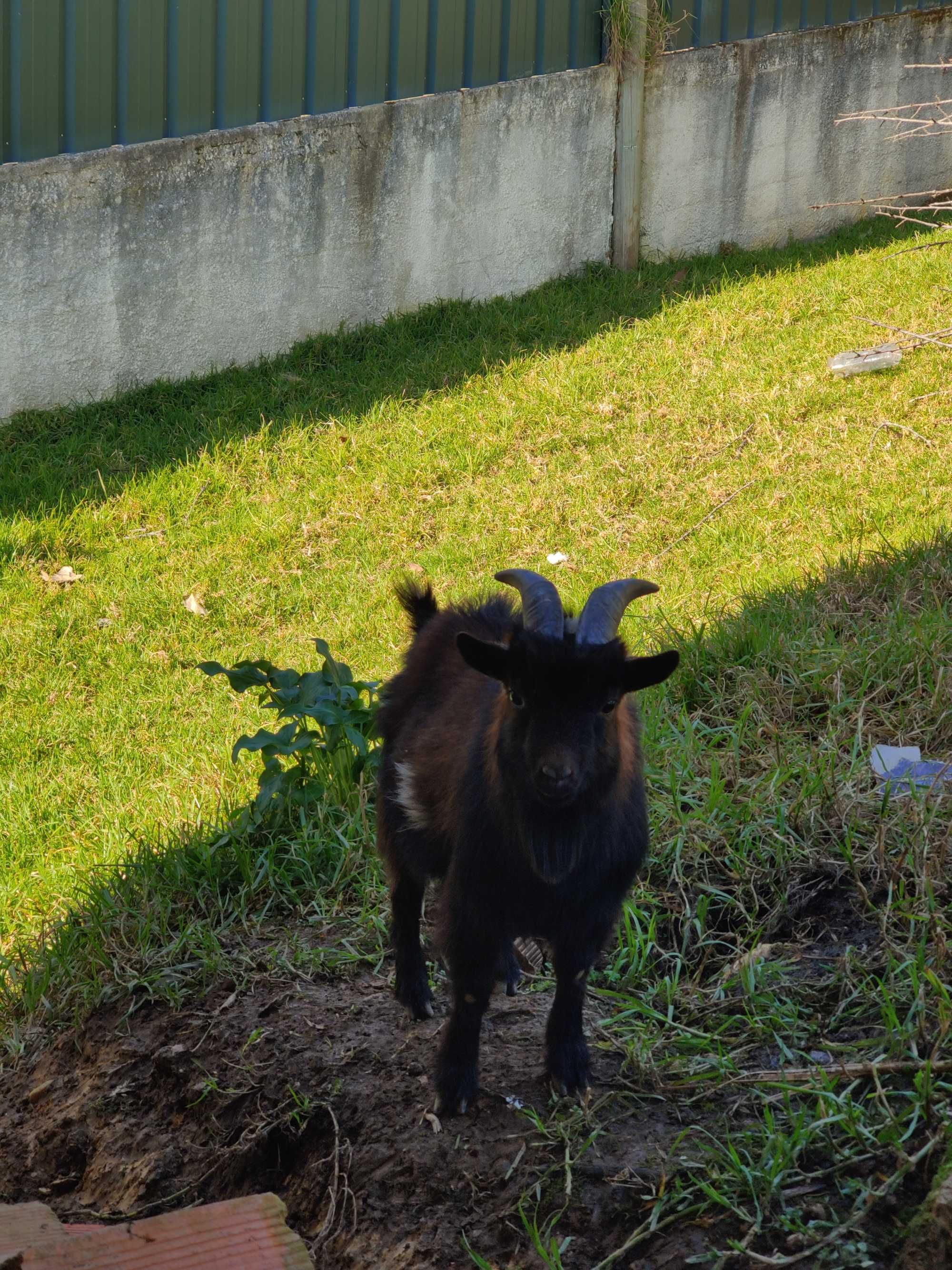 Cabrito anão adulto