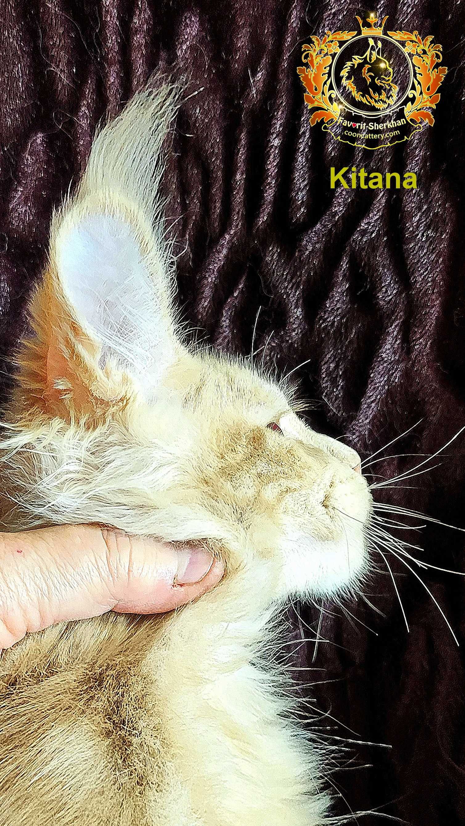 Шикарные котята из питомника