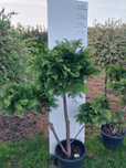 Bonsai z cyprysa