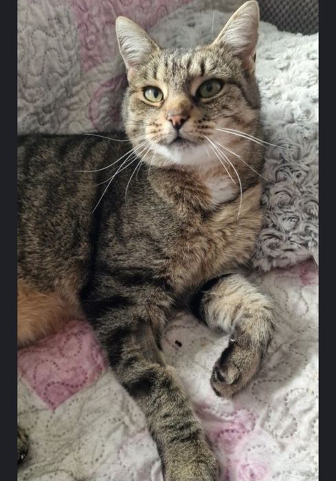 Młoda i czuła kotka do adopcji