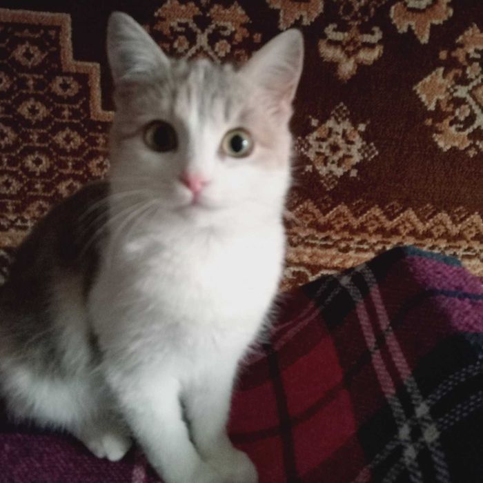 Віддам в добрі руки