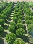 Thuja Danica w doniczce  25 cm kulista