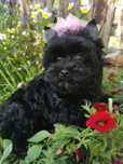 Yorkshire Black dziewczynka