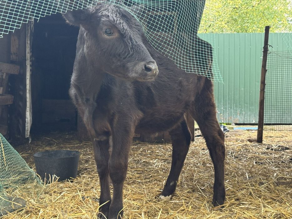 Теличку Джейсерка на тримання.