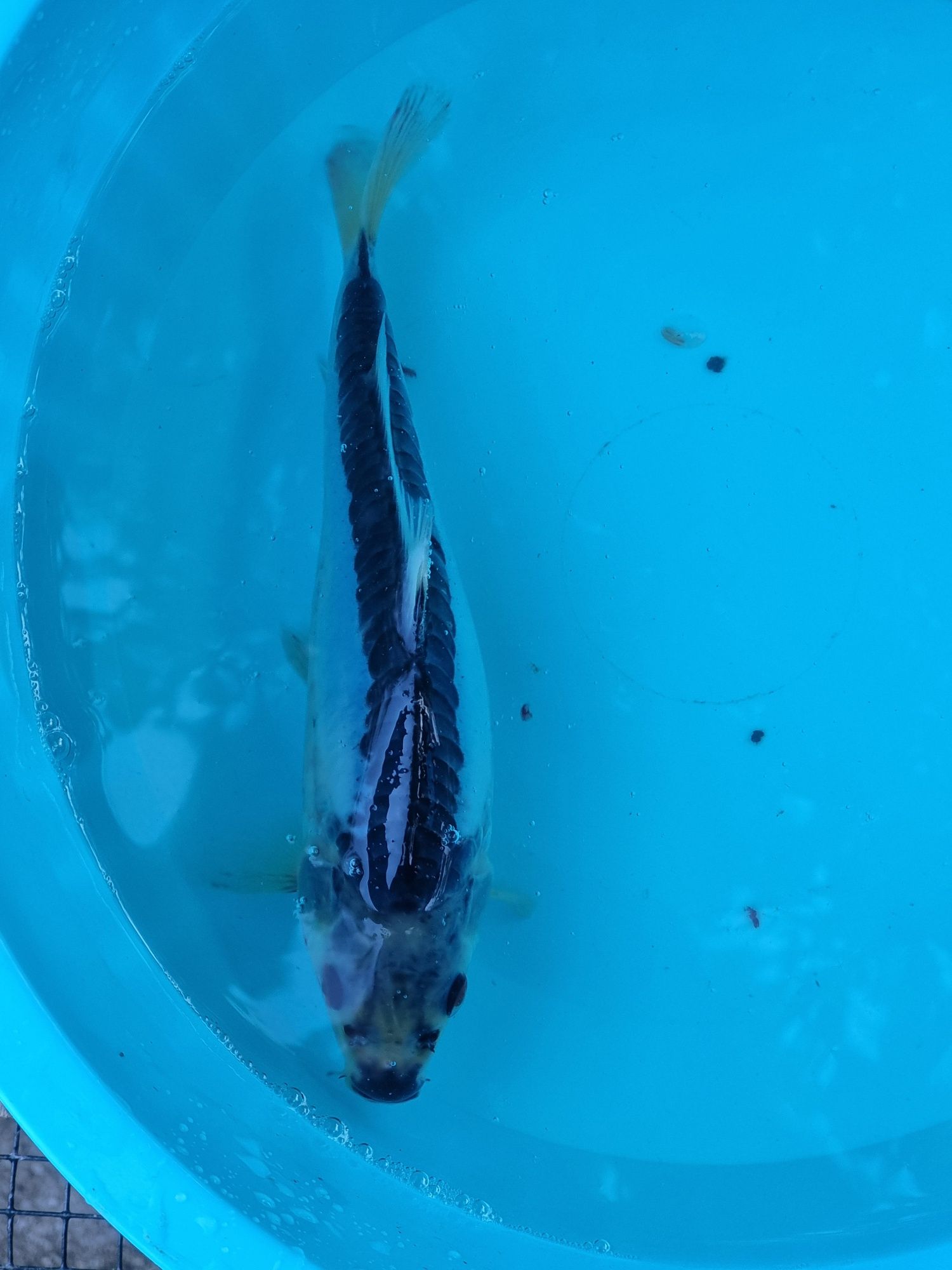 Vendo carpa koi 25cm