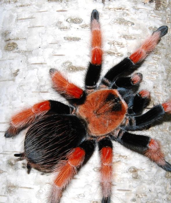 Brachypelma boehmei самка взрослая паука птицееда для новичков