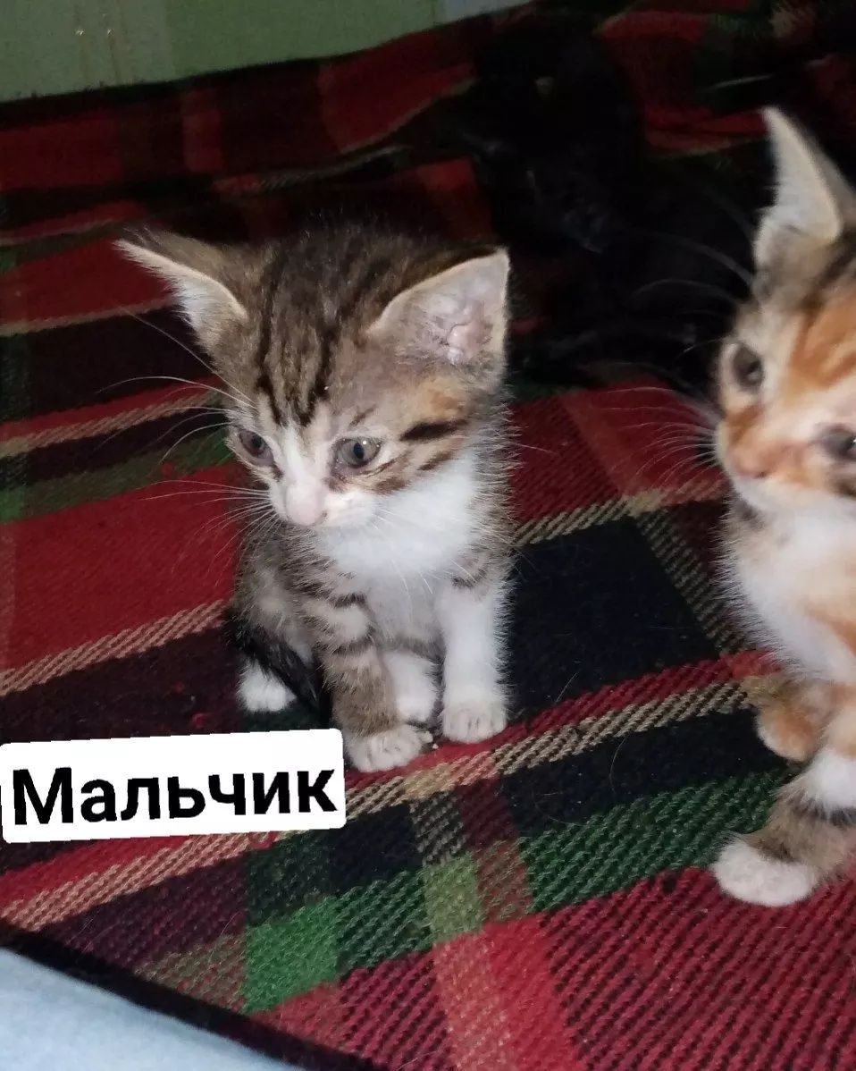 БЕСПЛАТНО отдаём хороших котят!!