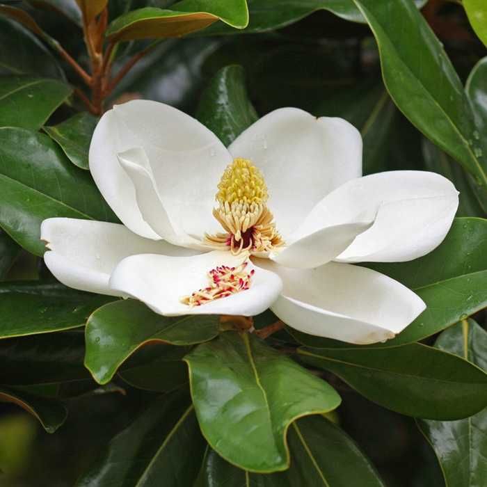 Magnolia grandiflora "Alta", wieczniezielona, ogromne, pachnące kwiaty