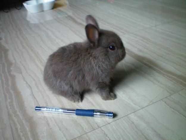 Coelhos anões mini +Gaiola Nova +alimentação adequada