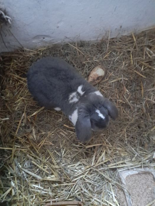 Dorosły samiec baran francuski