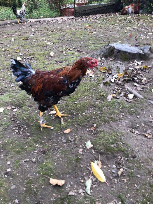 Півники  молоді.