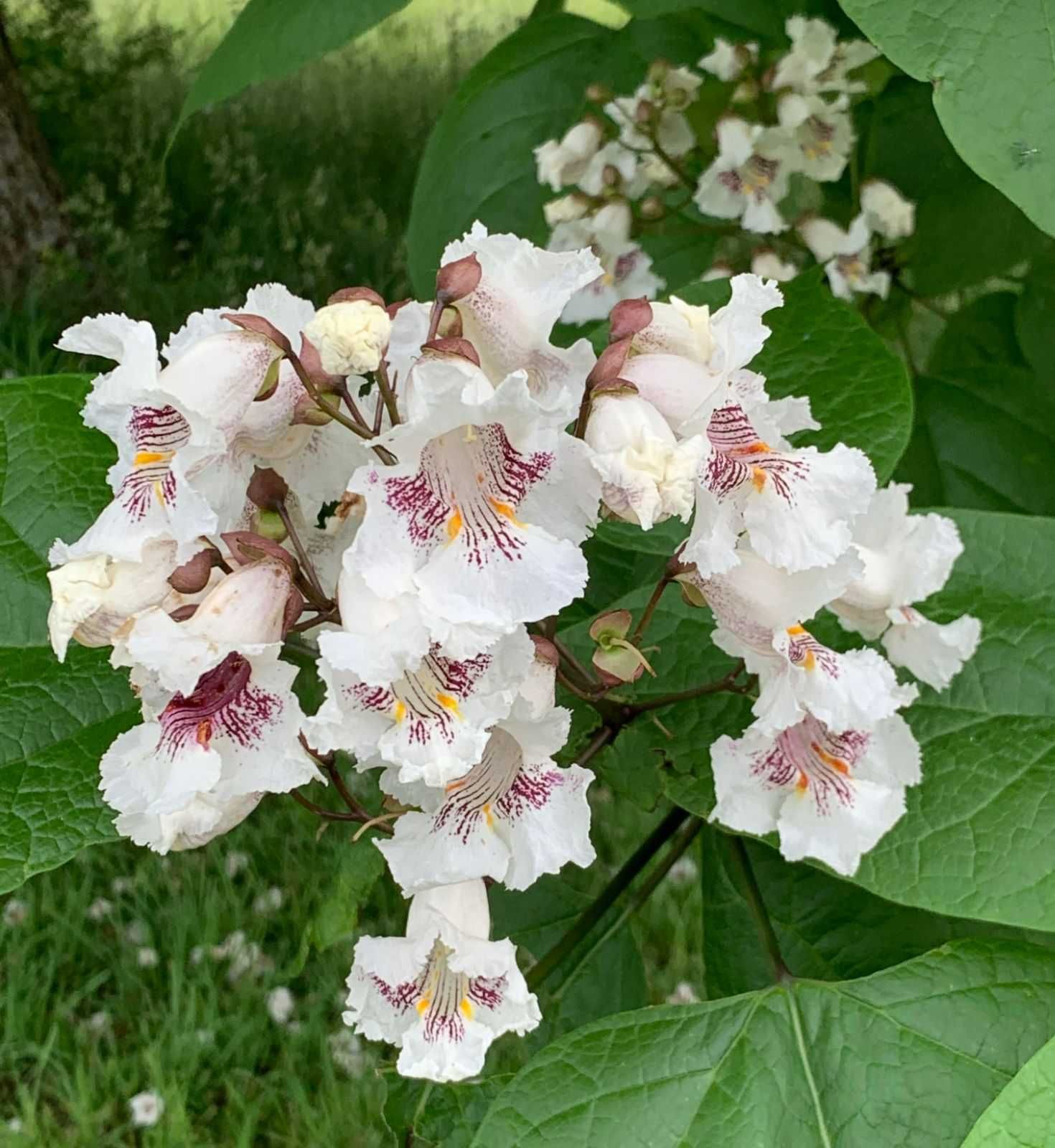 Botaniczna Surmia bignoniowa  - Katalpa , sadzonka w doniczce 2letnia
