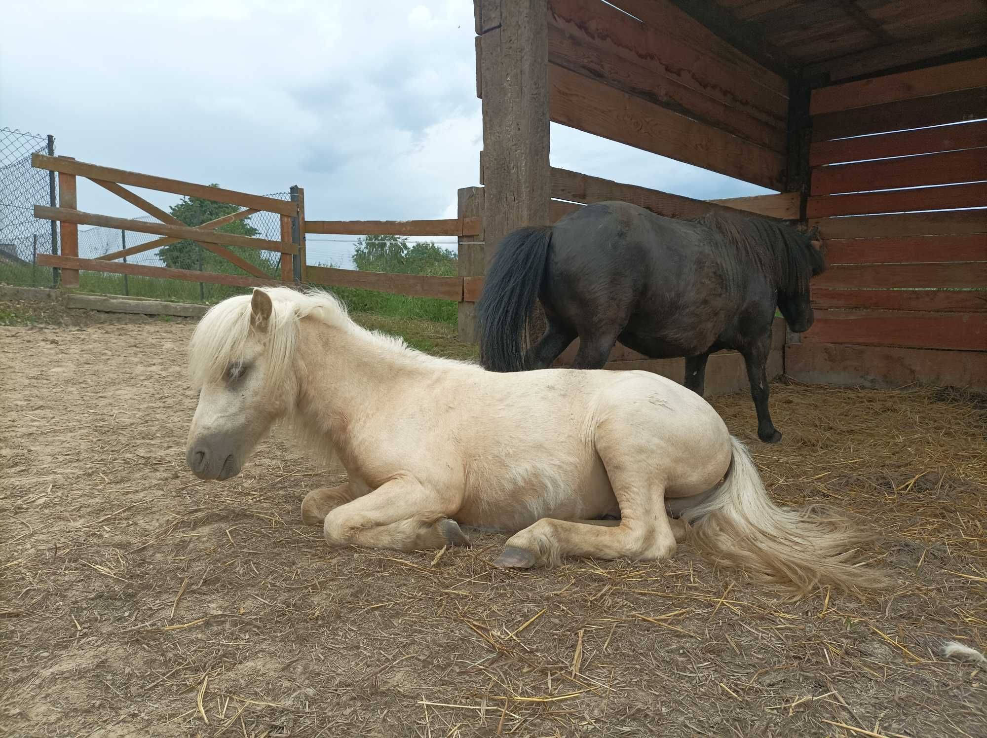 Hipoalergiczny konik miniaturowy, 1/2 curly horse, amerykański