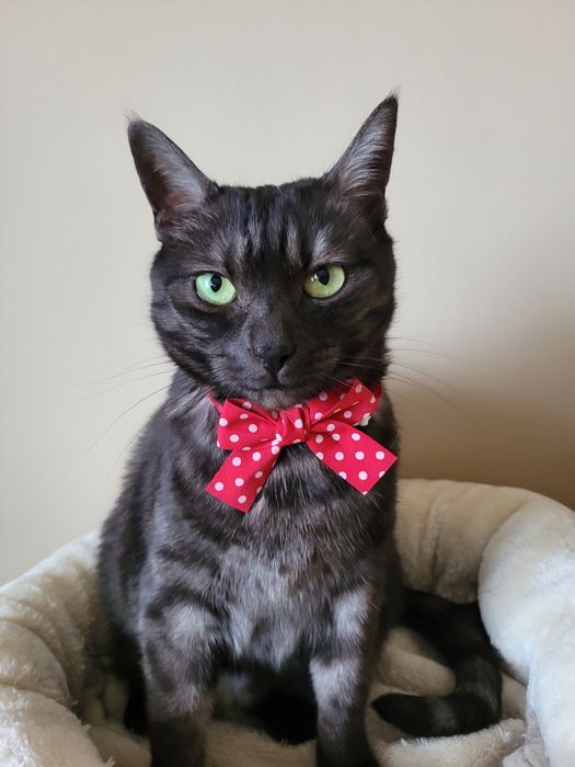 Kokarda dla kota psa Walentynki urodziny