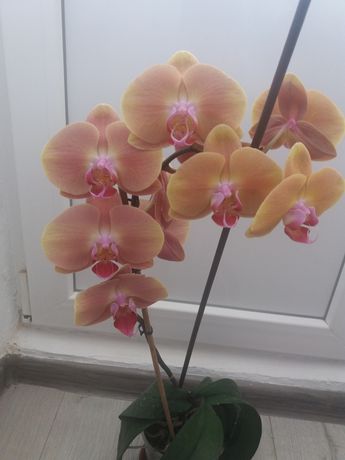 Орхидеи цветущии 150грн
