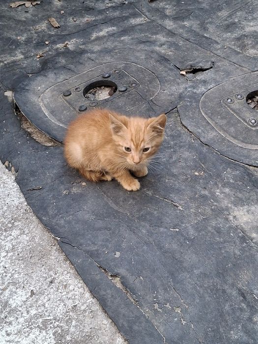 Кошенята,2,5 місяці, хлопчик , дівчинка