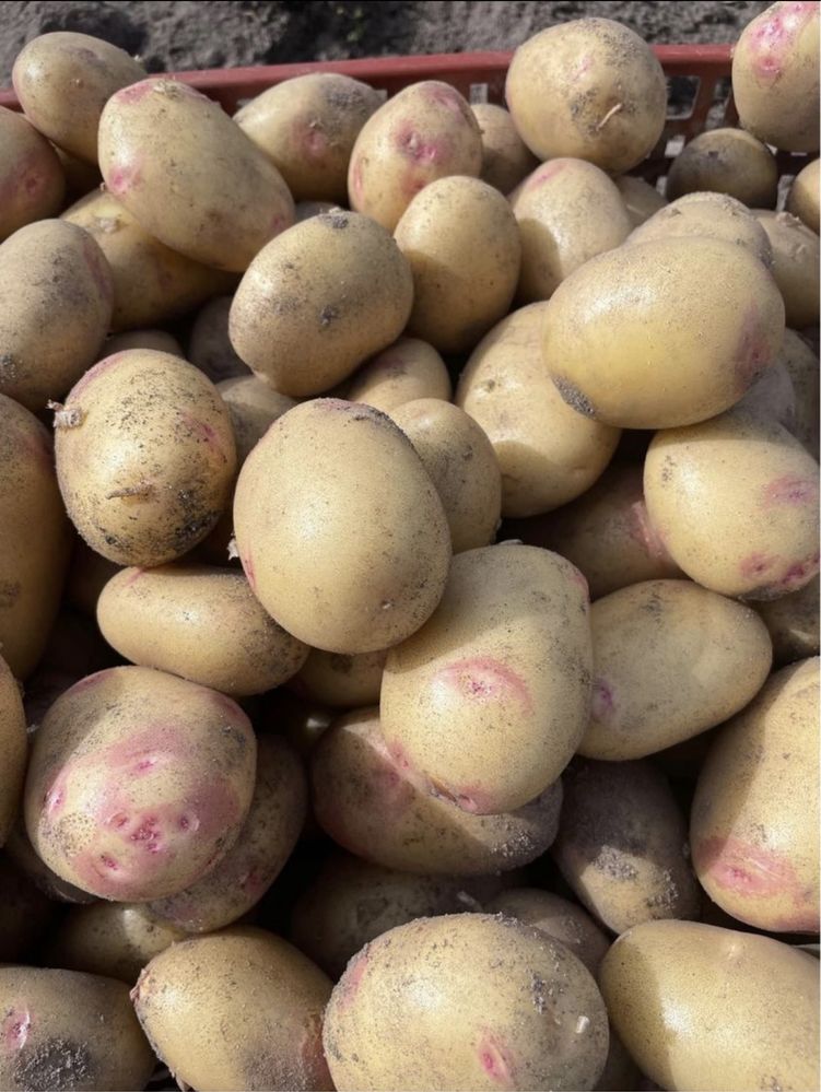 Batata nova biologica entre outros legumes