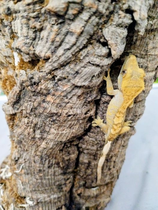 młody gekon orzęsiony