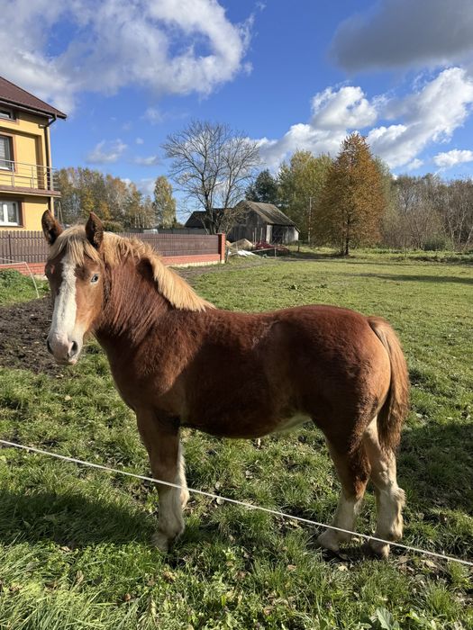 Źrebówka 8 miesięczna