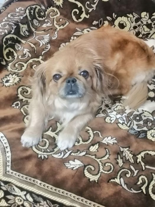 Гарна собачка-дівчинка