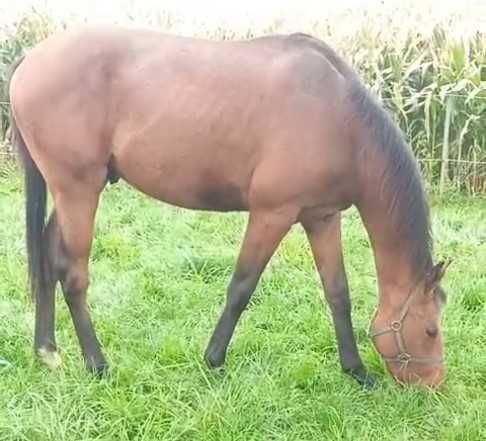 Sprzedam łagodnego ogiera pełnej krwi angielskiej z dobrym ruchem